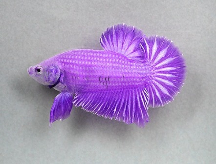 beta fish wedding centerpiece