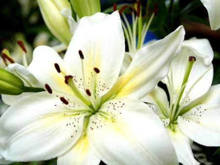 star lilies lilies lily white lily white flowers wedding flowers