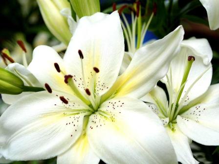 white wedding flower centerpieces. white flowers, wedding