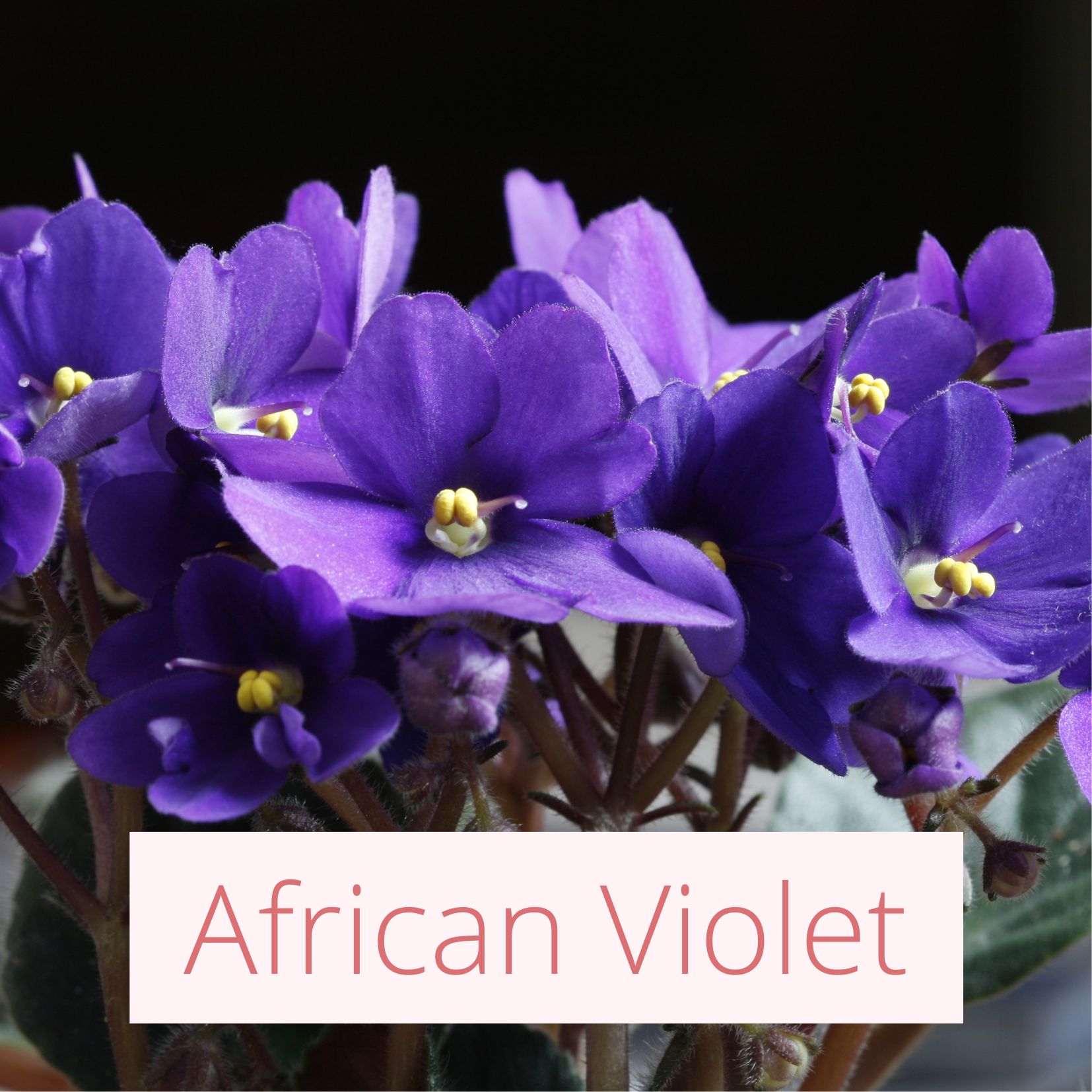 African Violet - Tropical Wedding Flowers