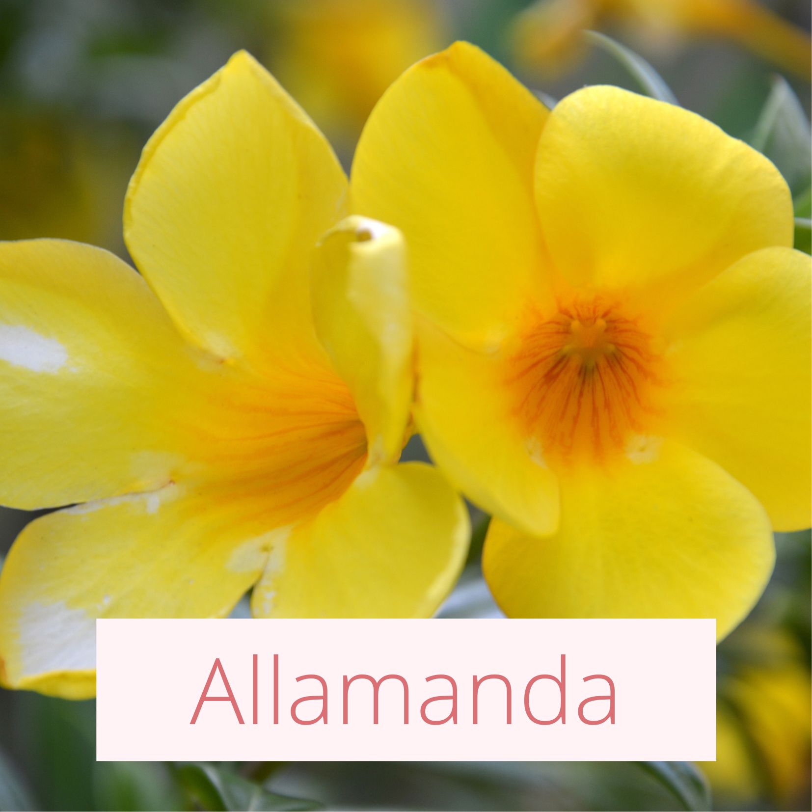 Allamanda - Tropical Wedding Flowers