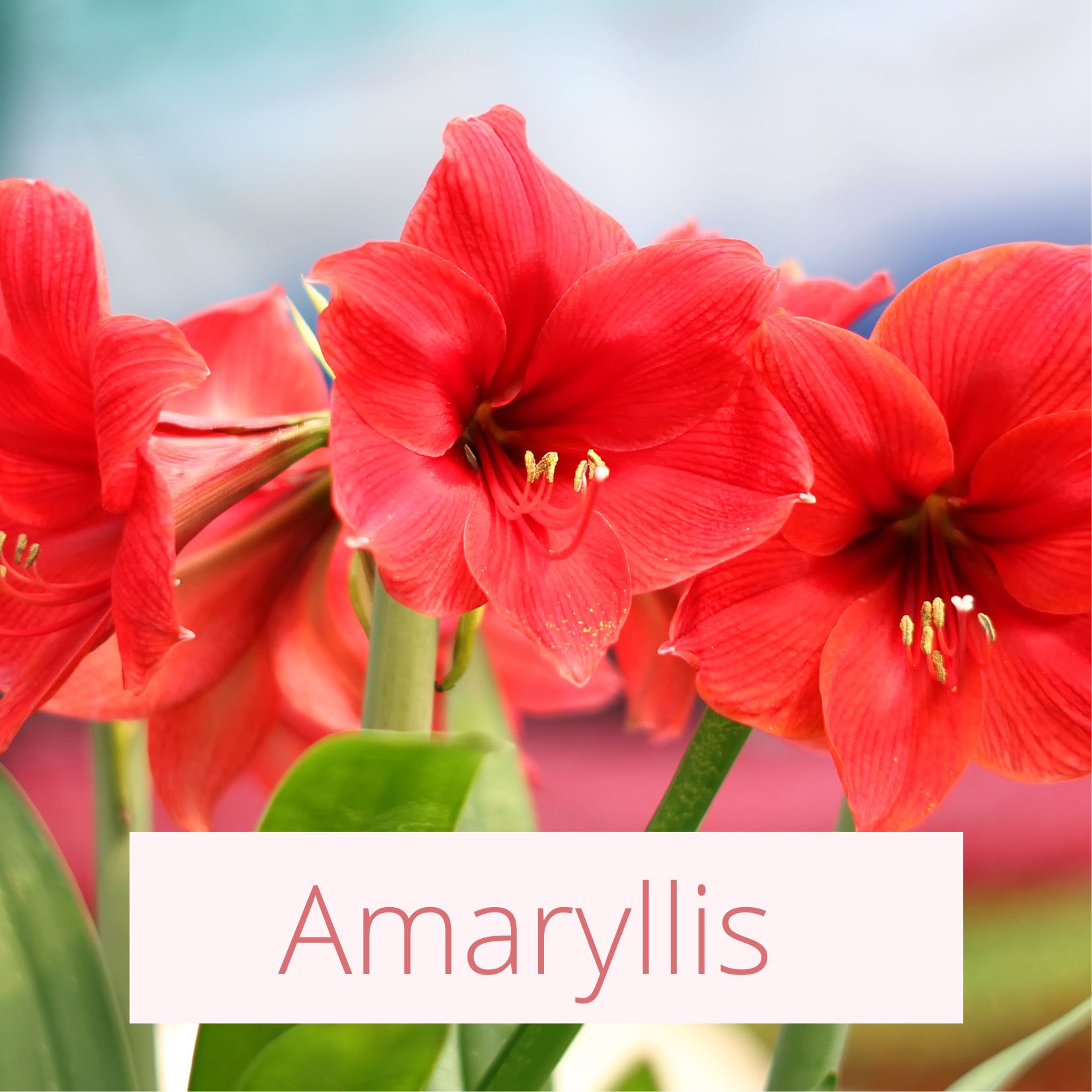 Amaryllis - Tropical Wedding Flowers