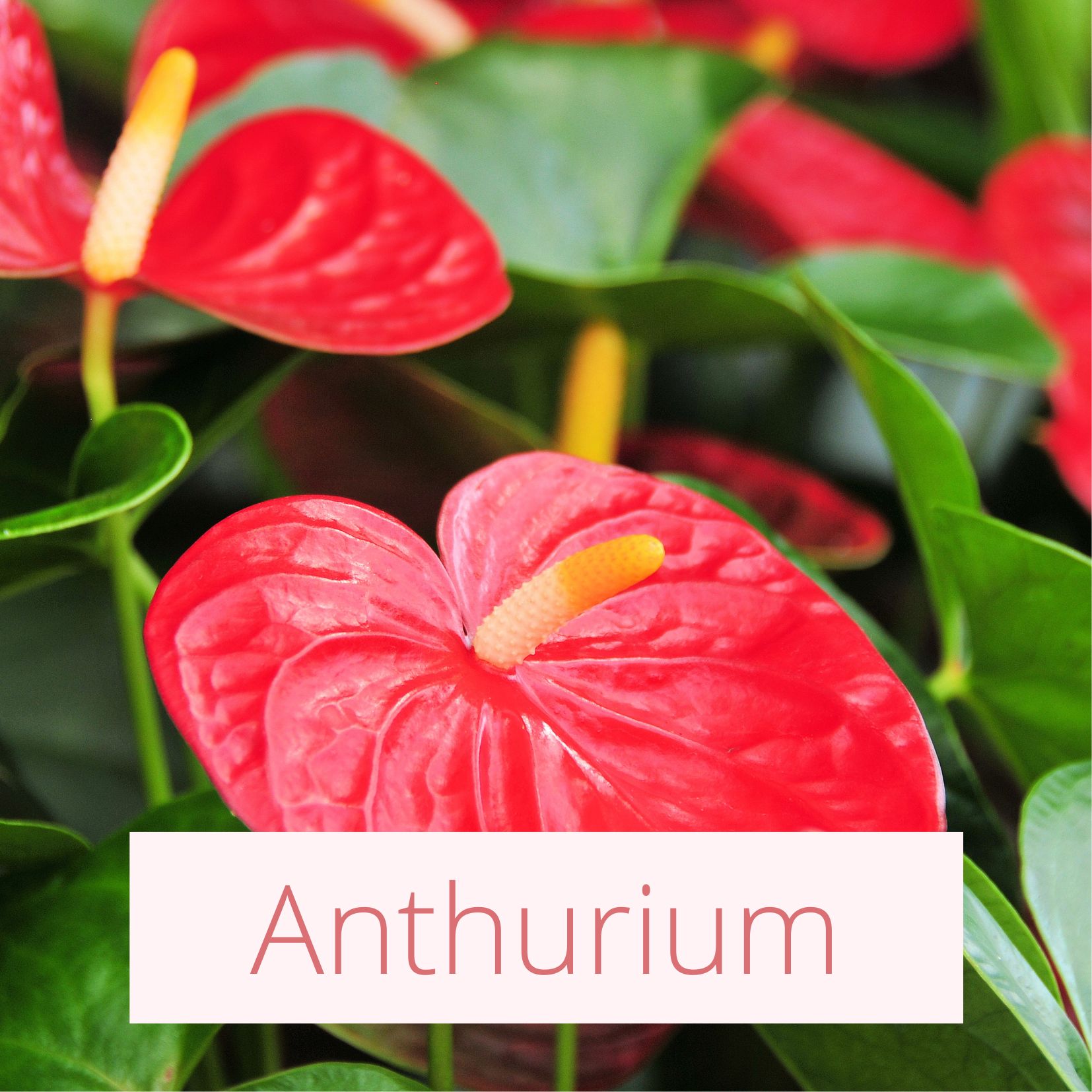 Anthurium - Tropical Wedding Flowers