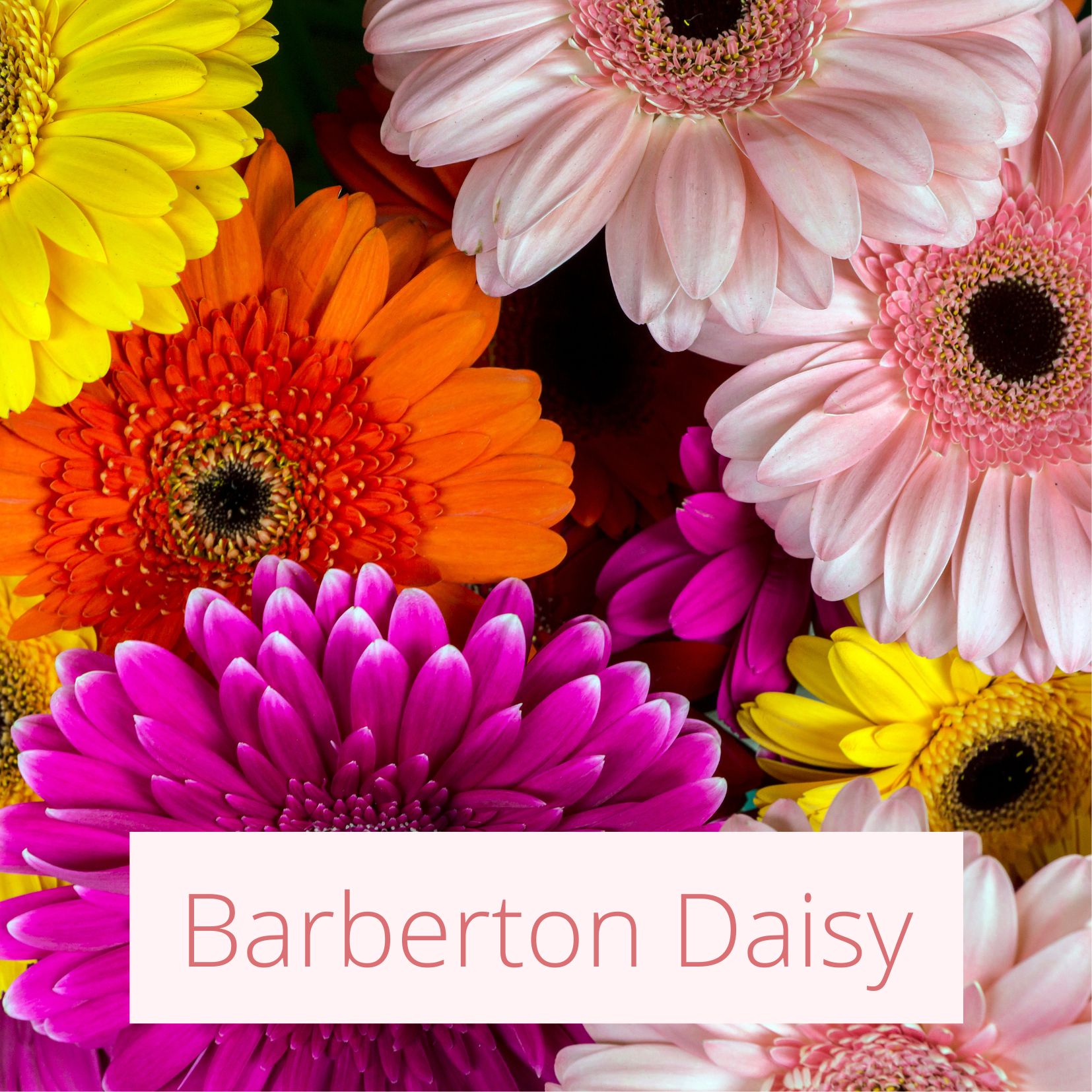 Barberton Daisy- Tropical Wedding Flowers