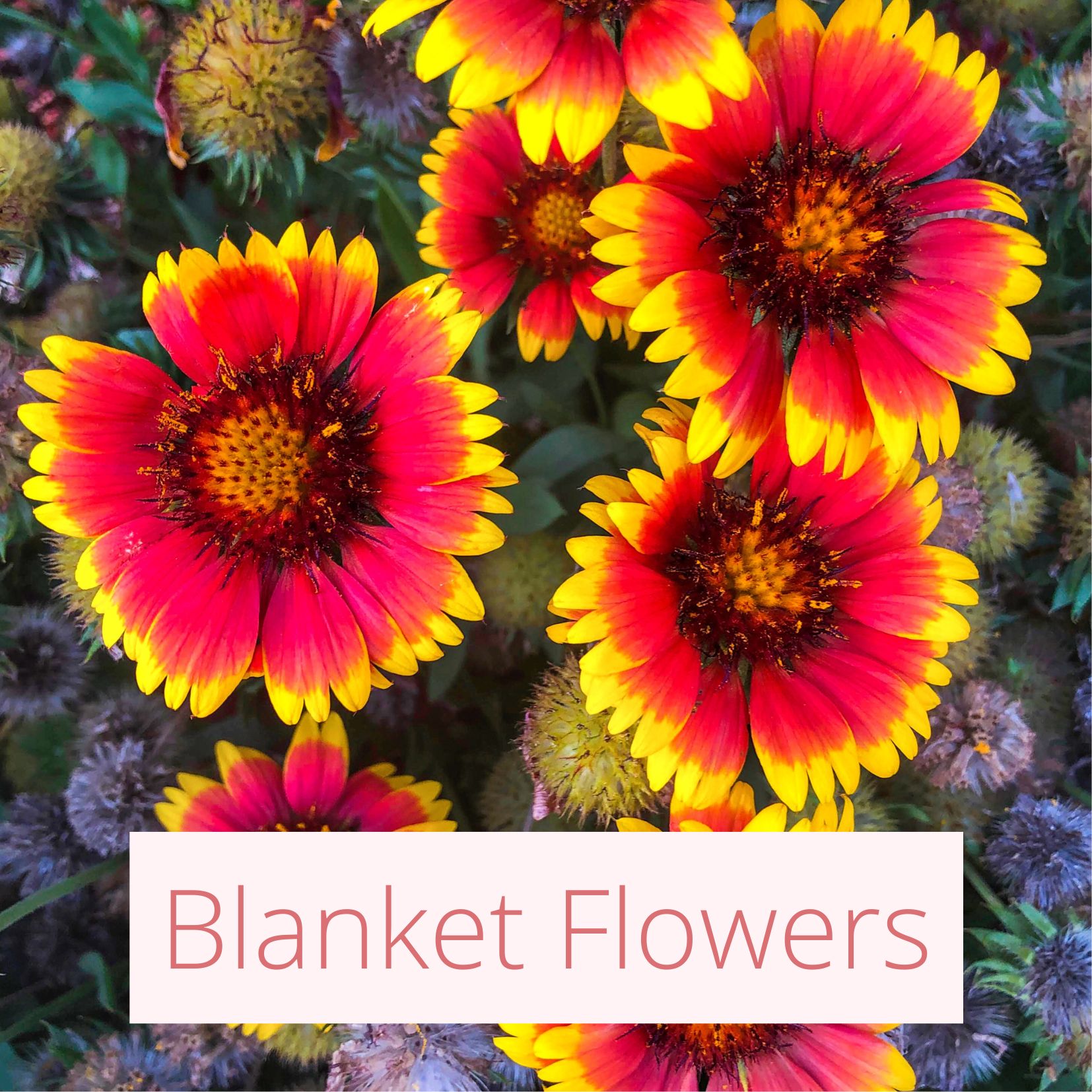 Blanket Flower - Tropical Wedding Flowers