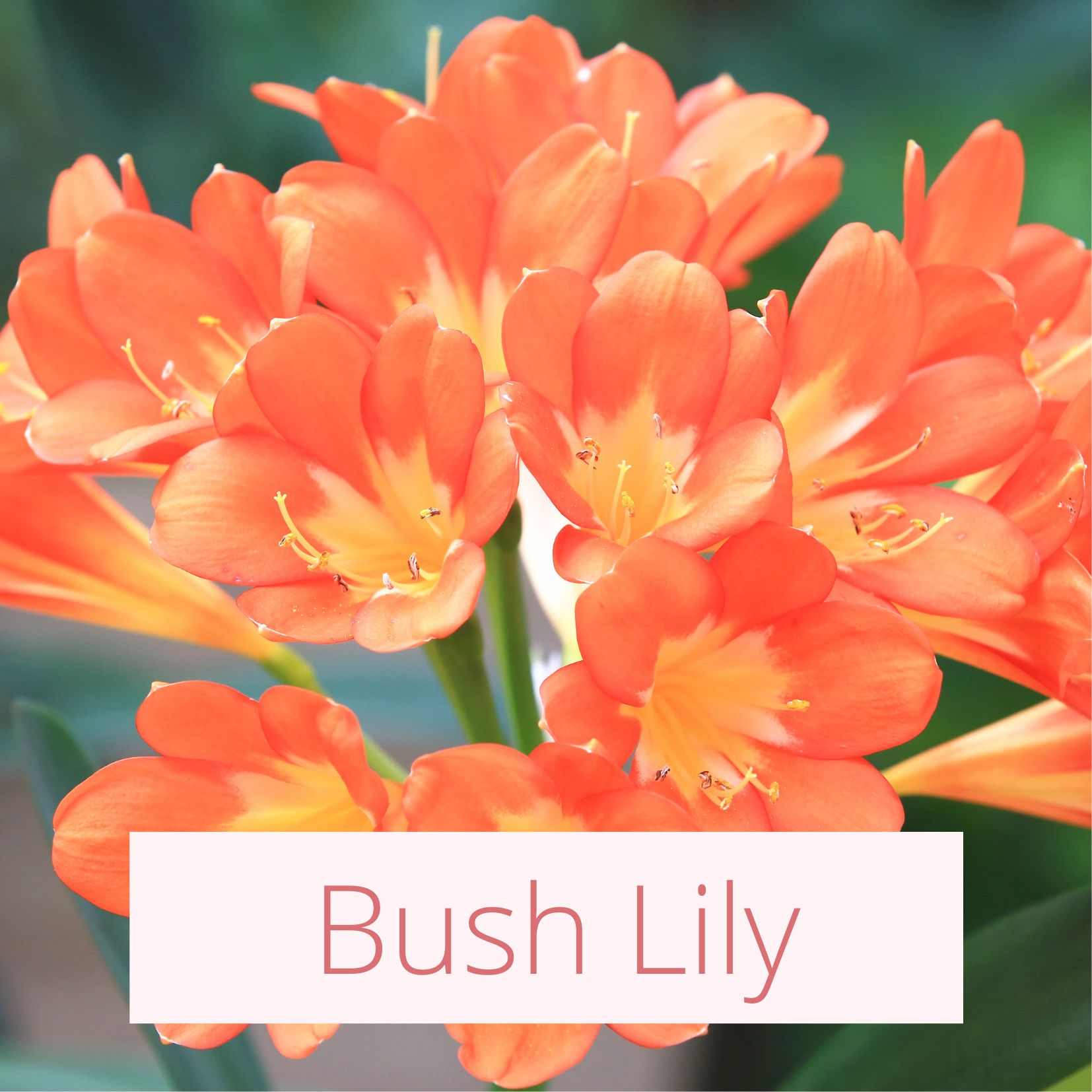 Bush Lily - Tropical Wedding Flowers
