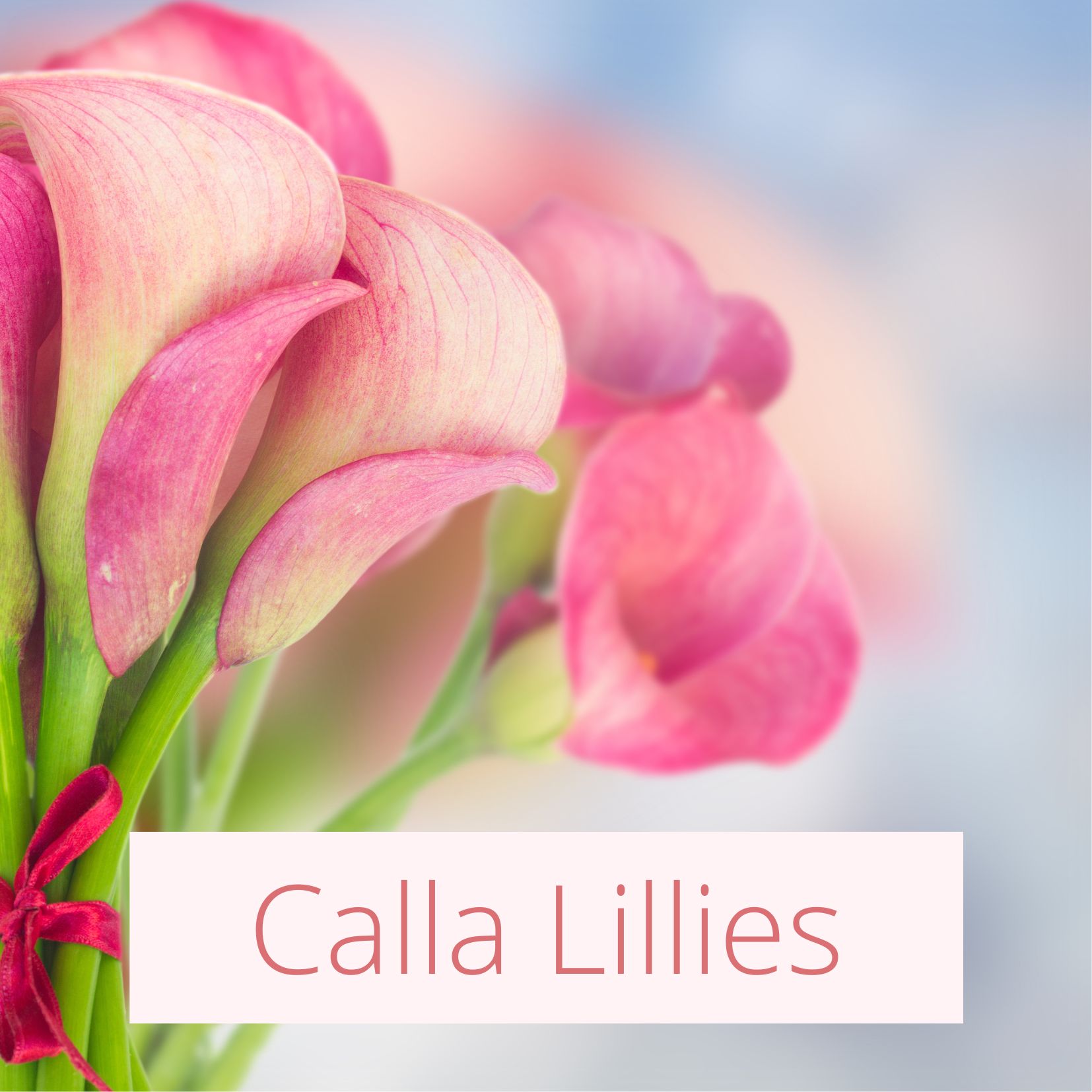 Calla Lilies  - Tropical Wedding Flowers