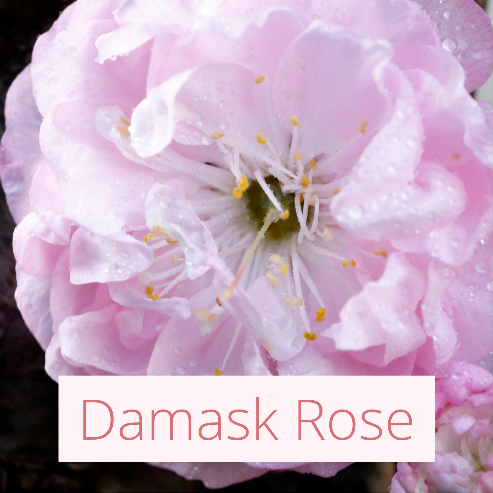 Damask Rose - Tropical Wedding Flowers