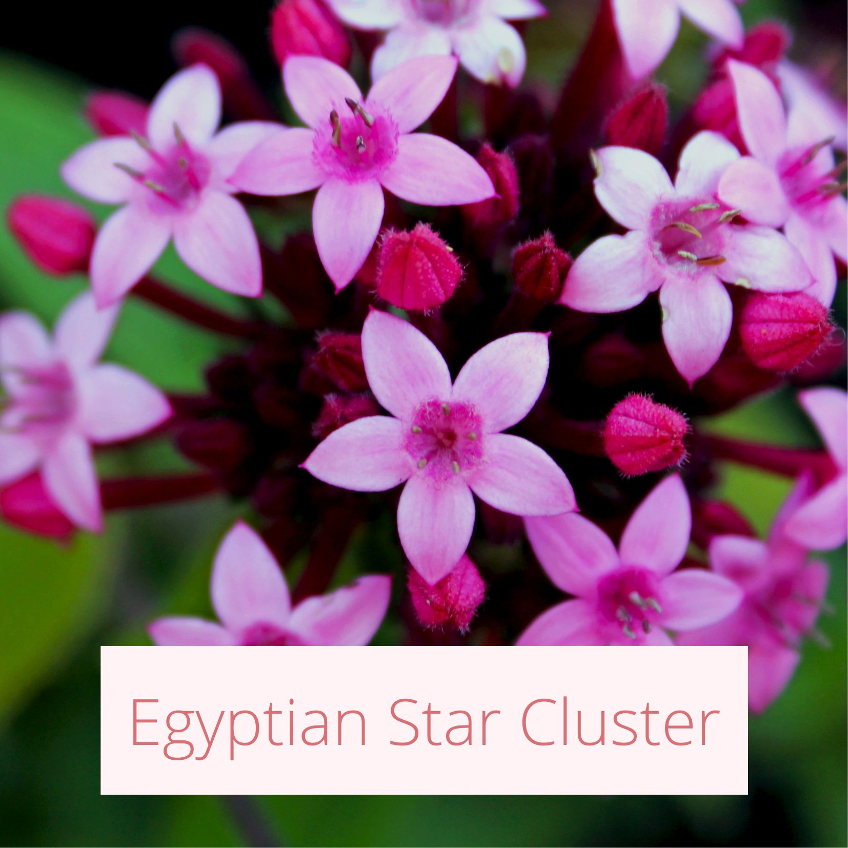 Egyptian Star Cluster - Tropical Wedding Flowers