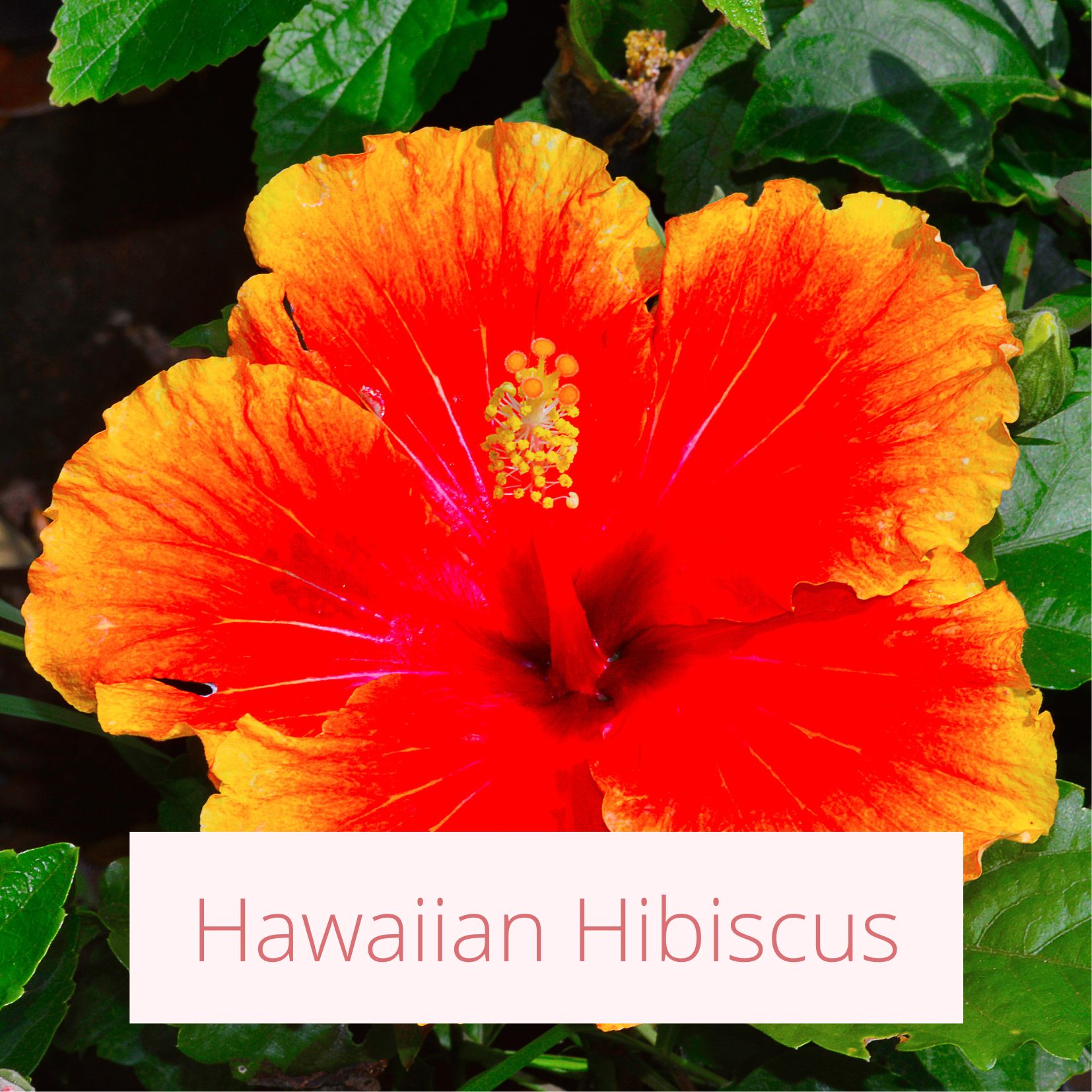 Hawaiian Hibiscus - Tropical Wedding Flowers