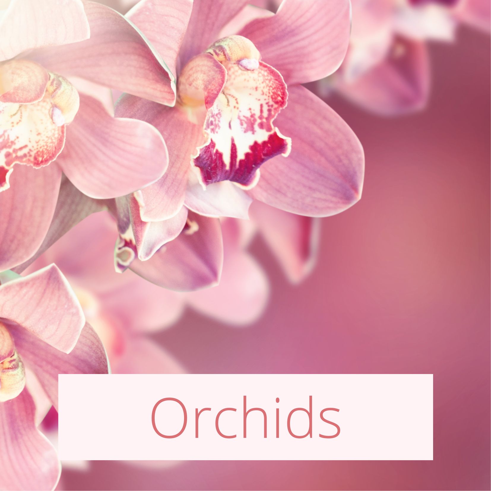 Orchids - Tropical Wedding Flowers