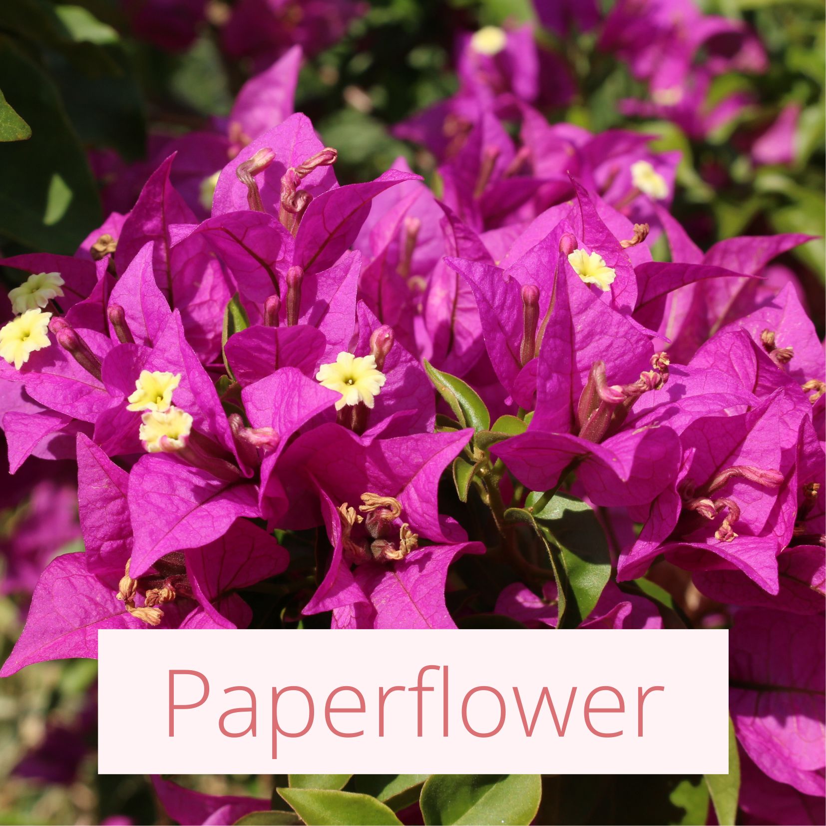 Paperflower - Tropical Wedding Flowers