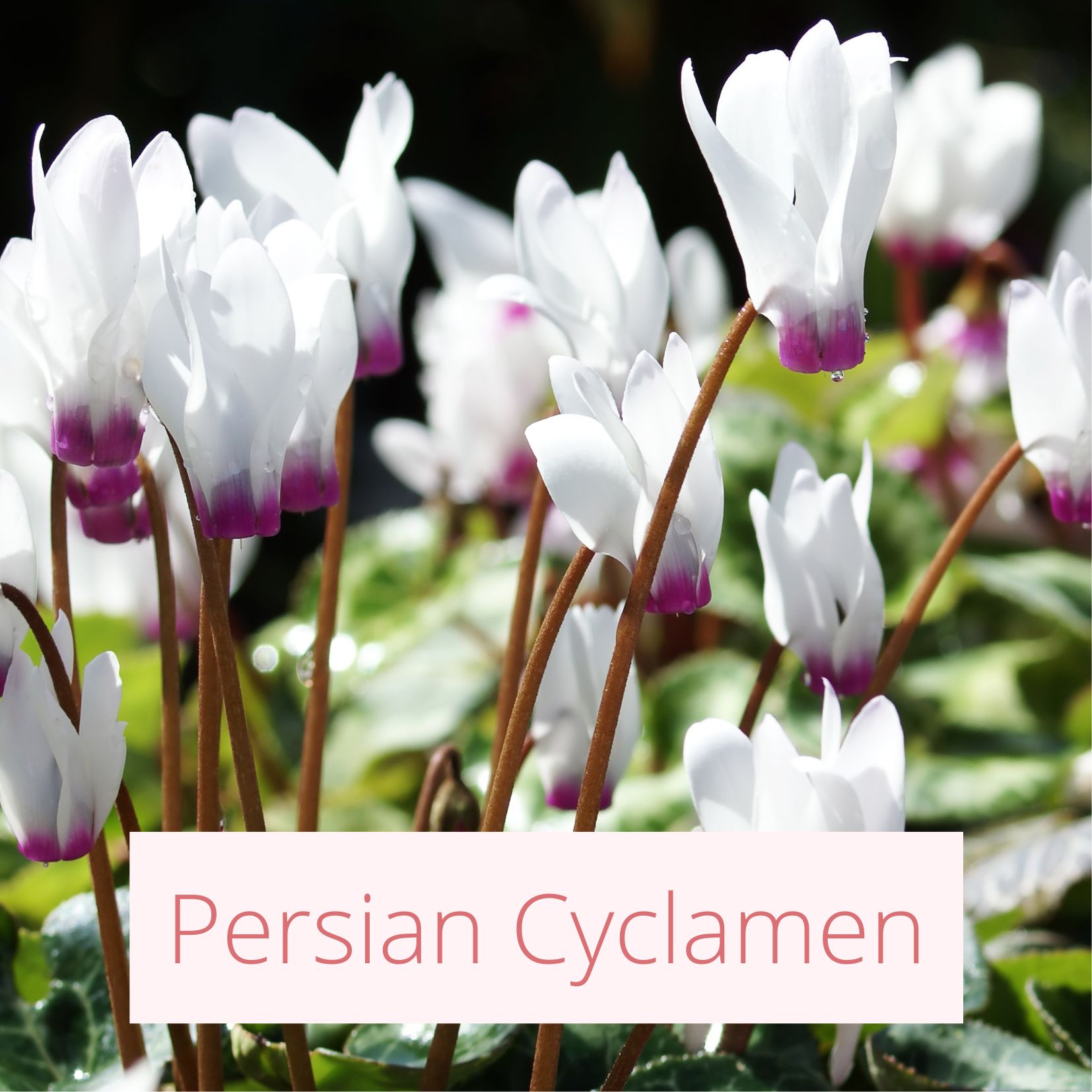 Persian Cyclamen - Tropical Wedding Flowers