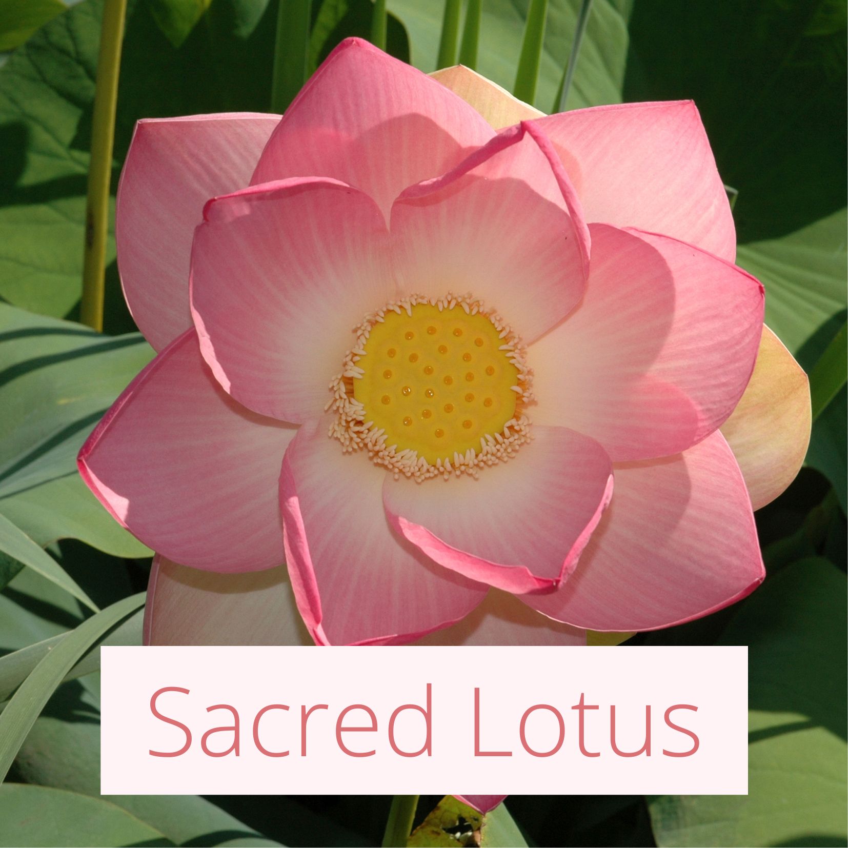 Sacred Lotus - Tropical Wedding Flowers