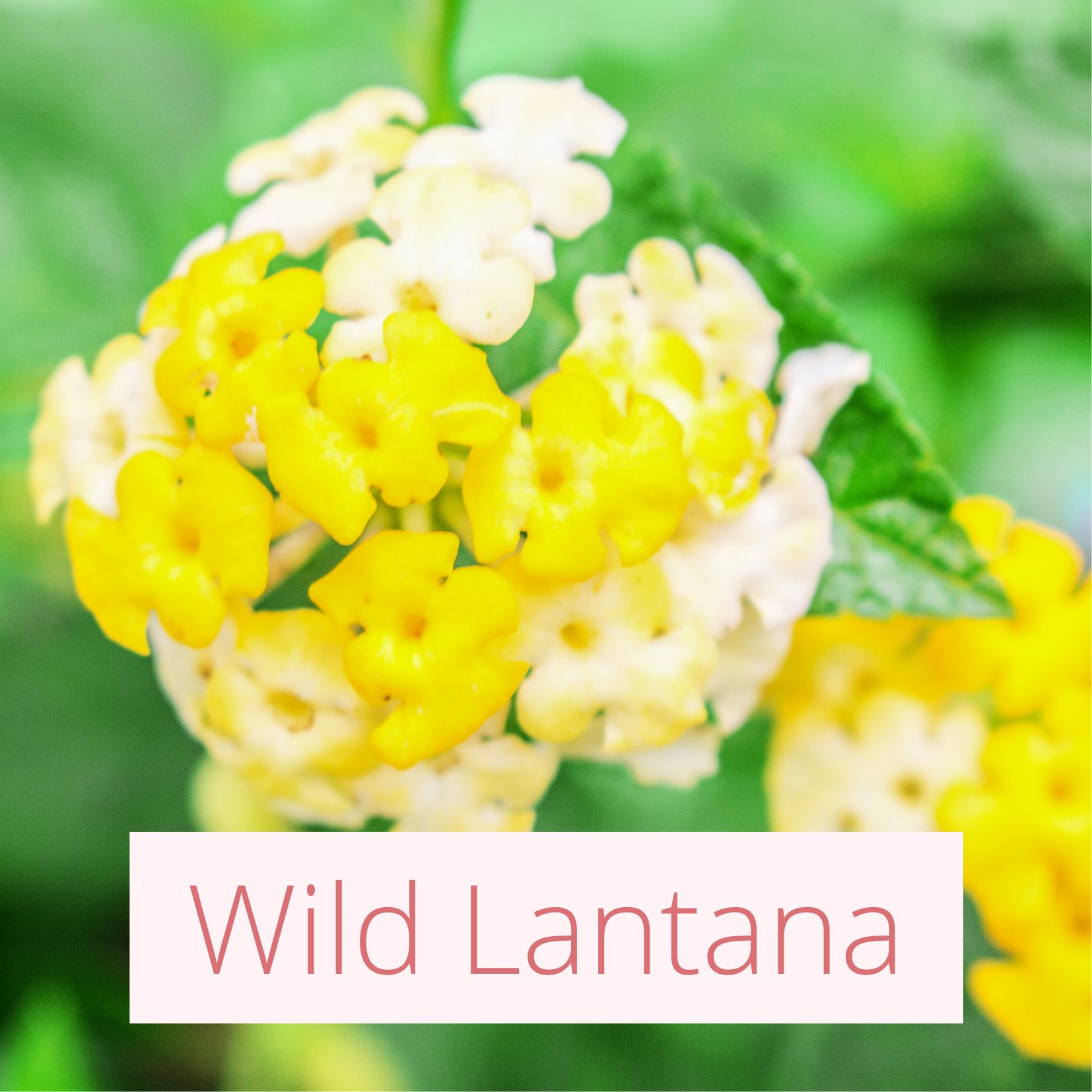 Wild Lantana - Tropical Wedding Flowers