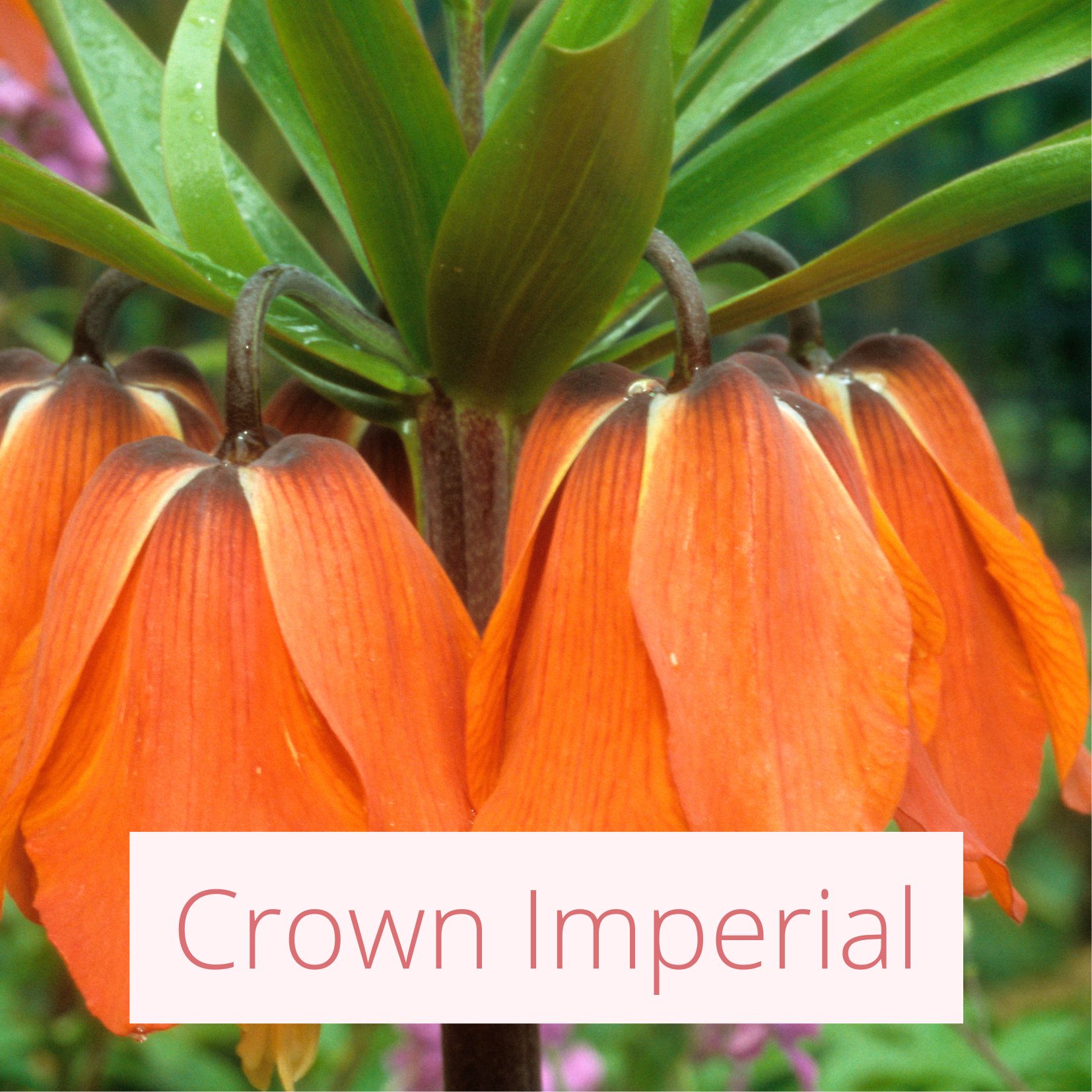 Crown Imperial - Tropical Wedding Flowers