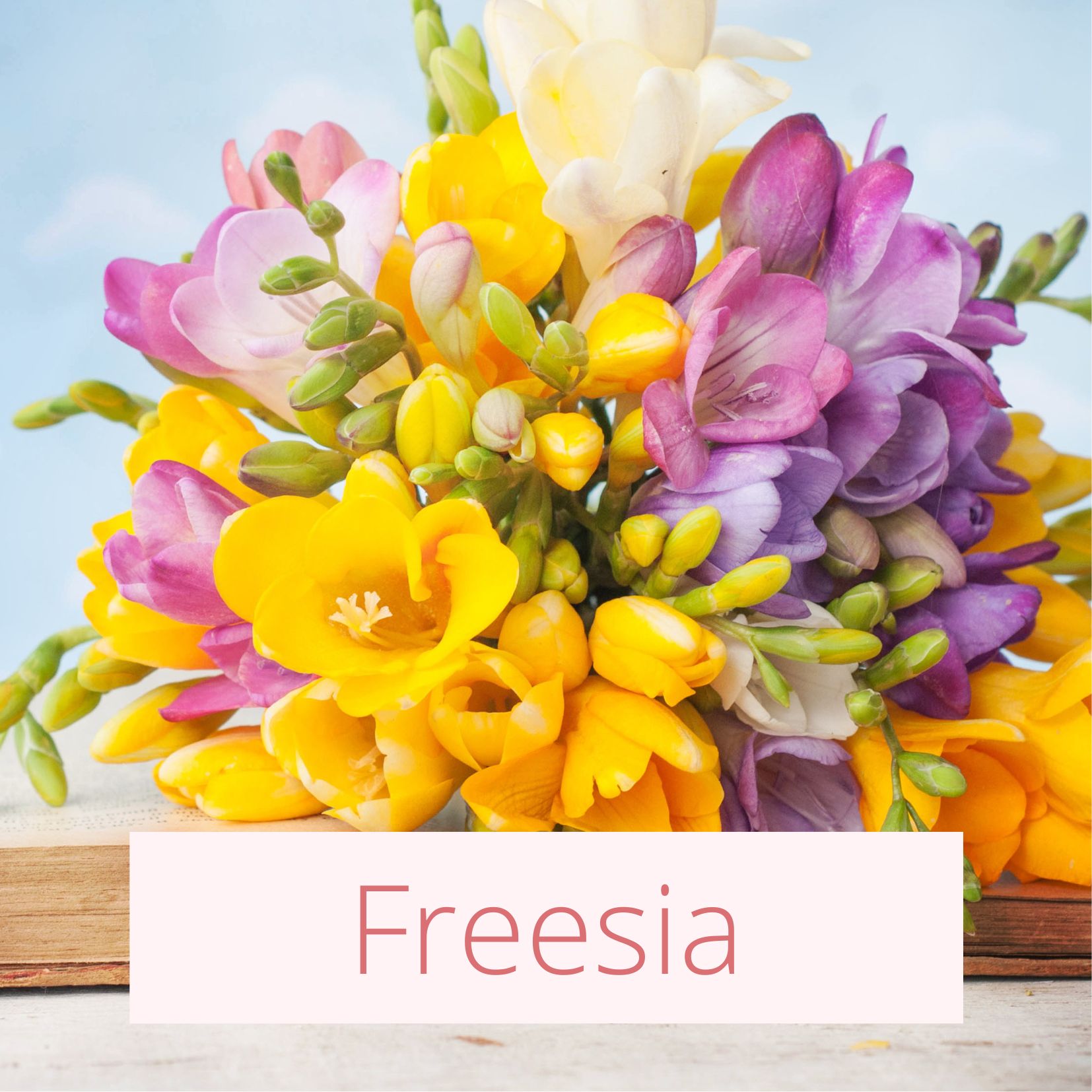 Freesia - Tropical Wedding Flowers
