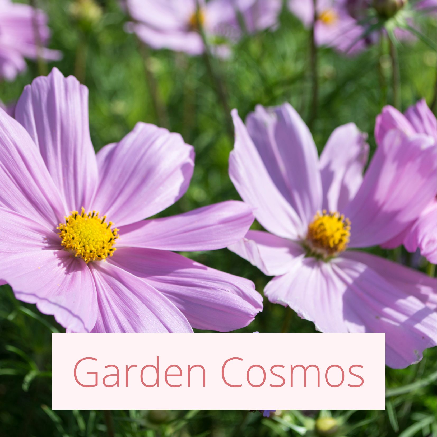 Garden Cosmos - Tropical Wedding Flowers