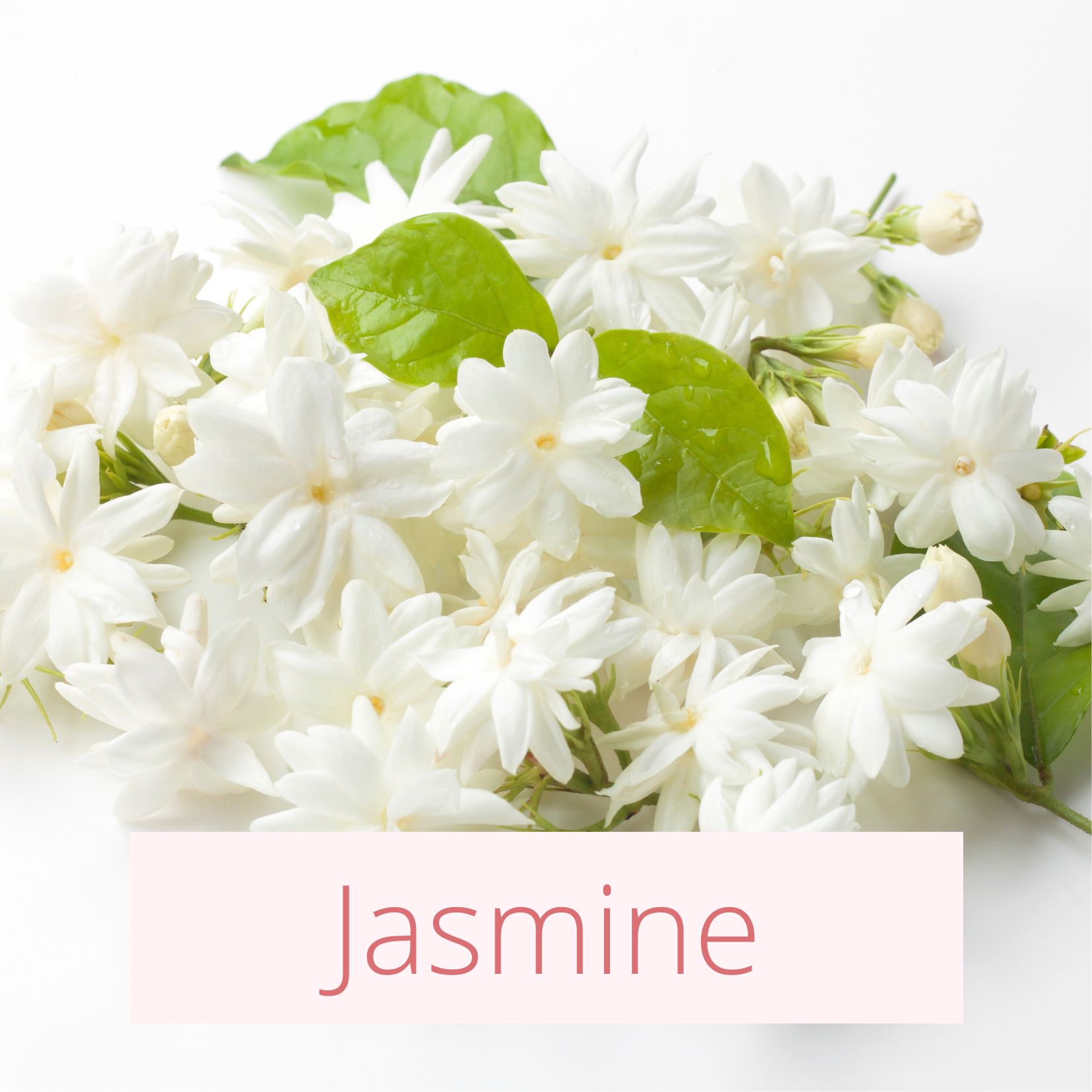 Jasmine - Tropical Wedding Flowers