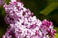 Pretty Purple Flowers