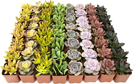 Live Succulent Plants Wedding Favors