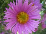 Aster Flower