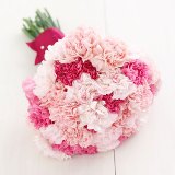 Pink Carnations
