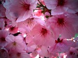 Cherry Blossoms
