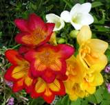Freesia