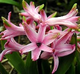 Hyacinth