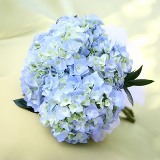 Hydrangea