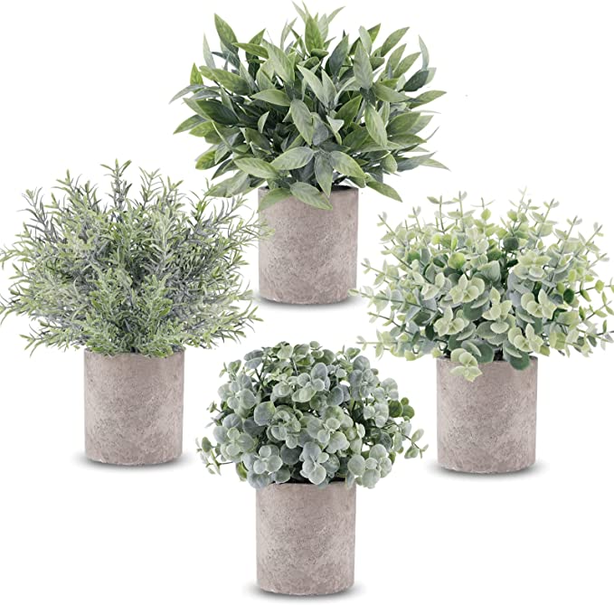 Mini Potted Plants For Centerpieces