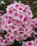 Pink Phlox Flowers