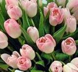 Pink Tulips