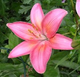 Pink Asiatic Lily