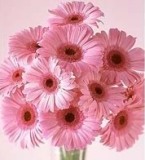 Pink Daisy Bouquet
