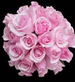 Bouquet of Pink Roses