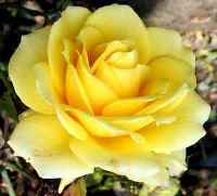 summer wedding colors, yellow rose
