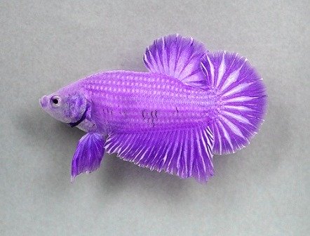 wedding centerpiece ideas, purple fish