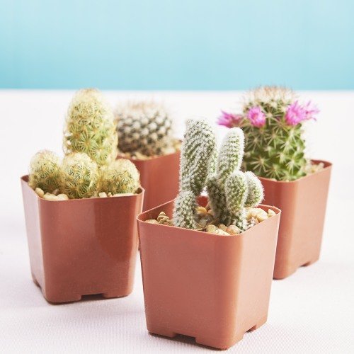 Western Wedding Ideas, Country Wedding Ideas, western wedding favors, country wedding favors, Live Cactus Favors